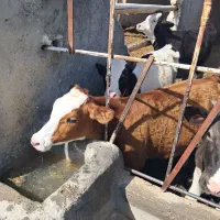 فروش تلیسه و جوانه