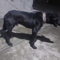 دورگ