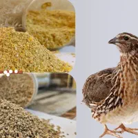 خوراک دان بلدرچین