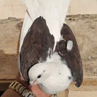 کفتر پرشی|پرنده|تهران, آهنگ|دیوار