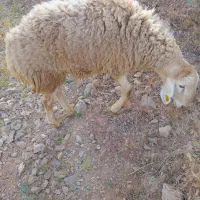 بره شیشکی چینی نر وماده