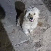 سگ باهوش|سگ|مشهد, ایثارگران|دیوار