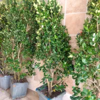 نیروی کار منشی