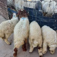 ۴ راس بره ریز