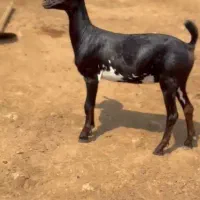 خالث|حیوانات مزرعه|رشت, امین الضرب|دیوار