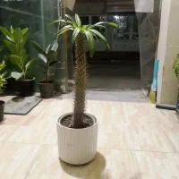 شمشاد گل طبیعی نخل ماداگاسکار پتوس