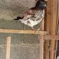 کبوتر|پرنده|رشت, احمد گوراب|دیوار