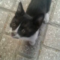 واگذاری بچه گربه