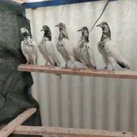 تیدی پاکستانی جانسیره|پرنده|اصفهان, عاشقآباد|دیوار