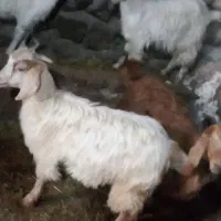 بزغاله گوشتی ماده