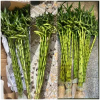 بامبو|گل و گیاه طبیعی|شیراز, کوشک بیدک|دیوار