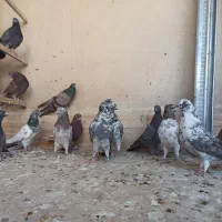 کفتر پرشی سبز و سرخ|پرنده|قم, نیروگاه|دیوار
