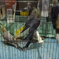 تعدادی طوطی عروس|پرنده|رشت, باهنر|دیوار