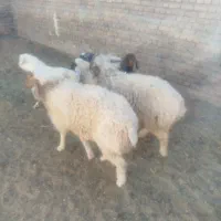 یه بره ماده ودو بره نر فروشی|حیوانات مزرعه|بیرجند, |دیوار