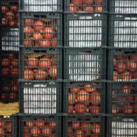 انار زیرتنگ