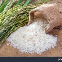 تولید کننده انواع برنج های دم سیاه هاشمی|خوردنی و آشامیدنی|سنگر, |دیوار