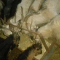 بز چاق|حیوانات مزرعه|دزفول, |دیوار