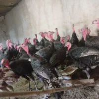 بوقلمون محلی