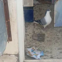 ۸تا کفتر|پرنده|اصفهان, شاهزید|دیوار