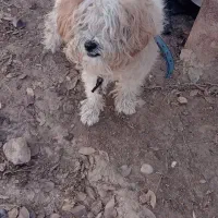 سگ خونگی پشمالوپاکوتا.نر