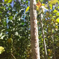 نژاد برتر تخصص ماست|گل و گیاه طبیعی|یاسوج, |دیوار