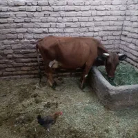 گاو جرسه|حیوانات مزرعه|بم, |دیوار