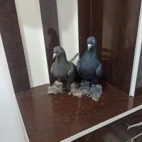 کبوتر قره فیلی قرمز گوز