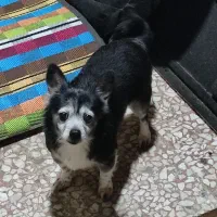 سگ پامر پیدا شده برای واگذاری|سگ|بندر انزلی, کلیور|دیوار