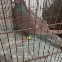 کفتر