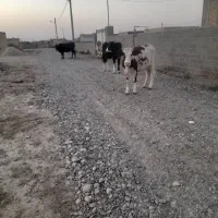 گوساله ۱ ساله فروشی