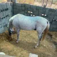 اسب نریان سفید رودان