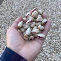 پخش پسته صادراتی