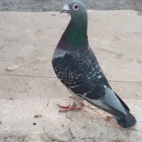 کفتر|پرنده|نیمروز, |دیوار