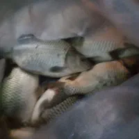 فروش ماهی کپور