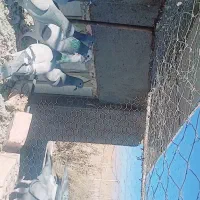 دسته ده تایی پرشی زد و خوردی