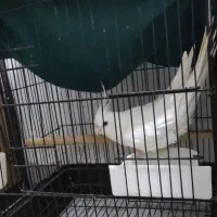 آلبینو چشم شرابی