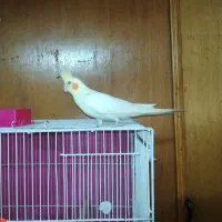 جفت عروس هلندی سالم مولد کارداده