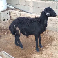 سه عدد بره ی ۴۰ کیلویی