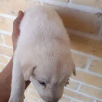 توله هاسکی عالی اماده برای آزمایشدادن|سگ|اردکان, |دیوار