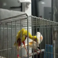 قناری جی بوکس ماده، موزاییکی ماده