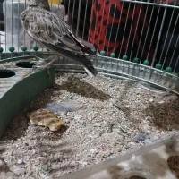 قناری نر شلاقی .|پرنده|بروجن, |دیوار