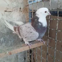 کفتر کبوتر|پرنده|تهران, باشگاه نفت|دیوار