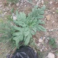 راهنمایی کنید دلدردم
