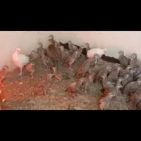 بلدرچین|حیوانات مزرعه|اصفهان, گورت|دیوار