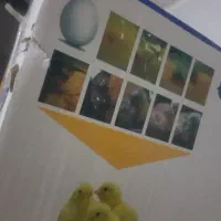 دستگاه جوجه کشی حراج تمام اتوماتیک گارانتی دار|حیوانات مزرعه|سراوان, |دیوار