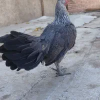 مرغ.  خروس.  طوطی|حیوانات مزرعه|محمدشهر, محمدشهر|دیوار