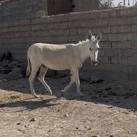 خر الاغ|حیوانات مزرعه|شیراز, شهرک سعدی|دیوار