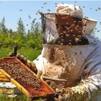 زنبور تا ۱۰ قاپ