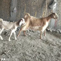 بز داشتی ذات دار