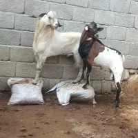 نری کهره نر مخصوص داشت وکشتن|حیوانات مزرعه|بستک, |دیوار